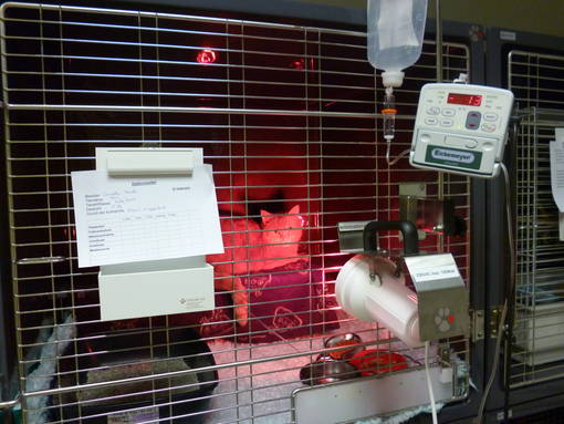 Intensivpatient auf der Station