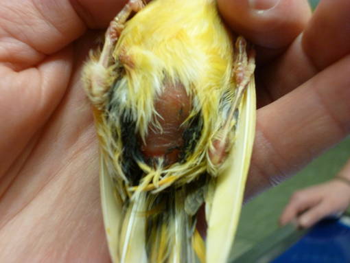 Legenot Vogel