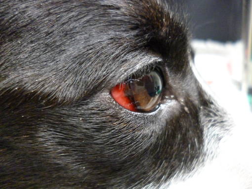 Rattengiftvergiftung bei einem Hund
